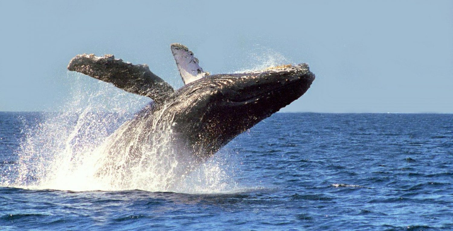 Rescartar ballenas sin un plan