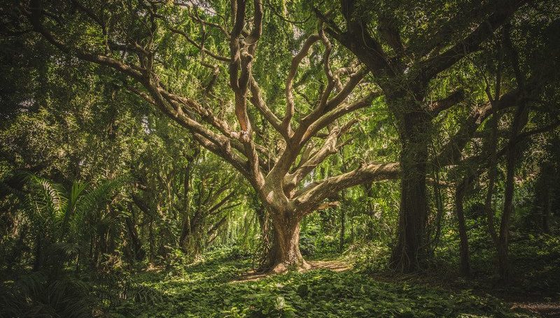Día mundial del árbol