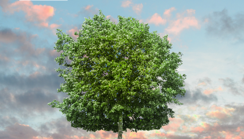 Arboles y cambio climático